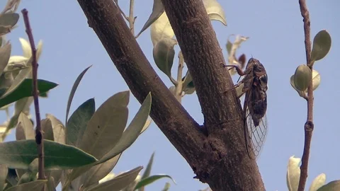 Cicada singing on olive tree branch, panning out Stock Footage 93554155