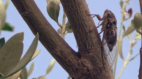 Cicada singing on olive tree branch, zoom out Stock Footage 93554178