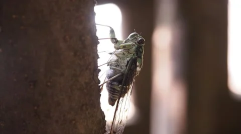 Cicada singing on tree 05 Stock Footage 47139644