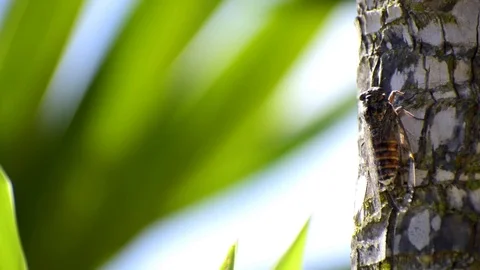 A cicada  singing in a tree against sky 動画素材 114569618