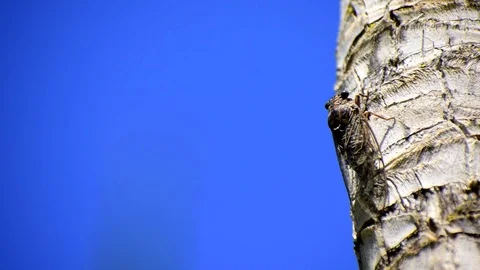 A cicada  singing in a tree against sky Stock Footage 114570213
