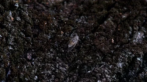Cicada singing on a tree trunk Stock Footage 159169381