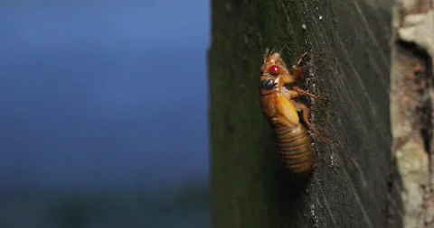 Cicada Single Climbs Post Stock Footage 275286332