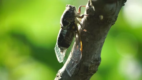 A cicada sits on a fig tree on summer, closeup shot. Singing loudly to call the Stock Footage 258889418