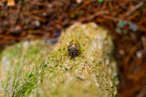A cicada sits on a tree on hot summer day, closeup shot. Slow motion. Korea Foto stock
