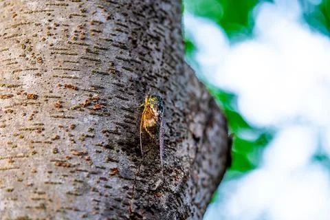 A cicada sits on a tree on hot summer day, closeup shot. Slow motion. Korea Stock Photos