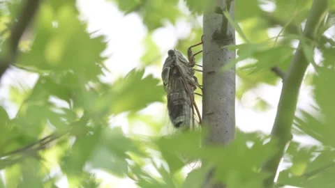 A cicada sits on tree on summer Singing loudly to call the female Stock-Footage 288242485