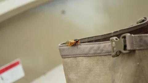 Cicada Sitting on a Bag Stock Footage 244364513