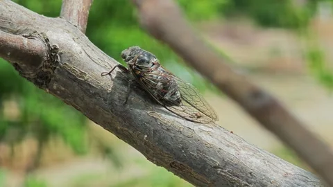 Cicada sitting on a tree branch Stock Footage 280708167