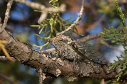 Cicada sitting on a tree branch Stock Photos