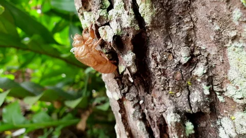 Cicada skin molt left on tree trunk season of coming up tropical insect Stock Footage 197483022
