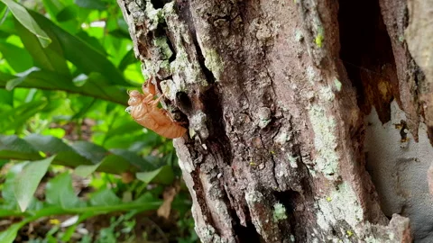 Cicada skin molt left on tree trunk season of coming up tropical insect cycle Stock Footage 197483488