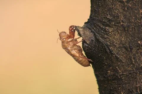 Cicada skin on the tree Stock Photos