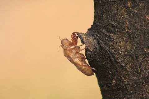 Cicada skin on the tree Stock Photos