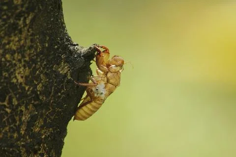 Cicada skin on the tree Stock Photos