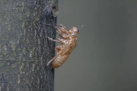 Cicada skin on the tree Stock Photos