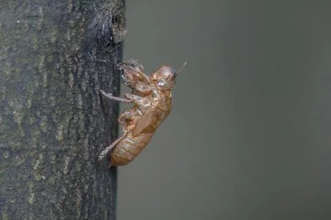 Cicada skin on the tree Stock Photos