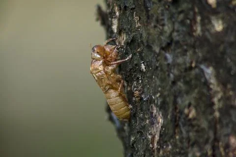 Cicada skin on the tree Stock Photos