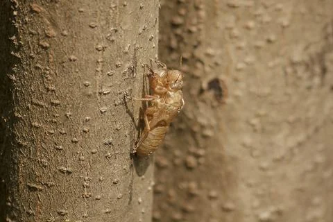 Cicada skin on the tree Foto stock