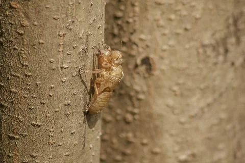 Cicada skin on the tree Stock Photos
