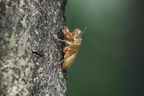 Cicada skin on the tree Stock Photos