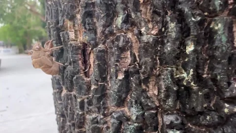 Cicada slough close-up on tree bark with rough texture Stock Footage 312855358