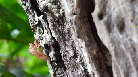 Cicada slough off during summer time skin left on tree natural process Video stock 285351038