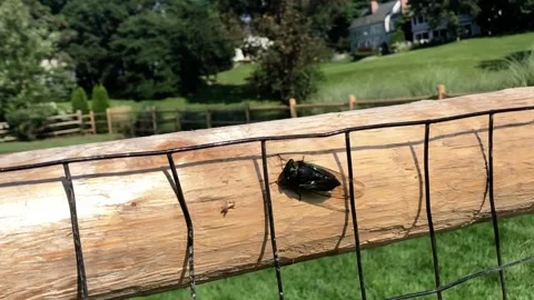 Cicada on a split rail fence Video stock 236258732