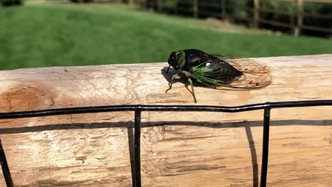 Cicada on a split rail fence Video stock 236258736