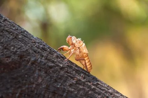 Cicada stain Stock Photos