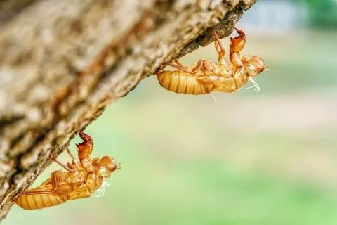 Cicada stains on trees Foto stock