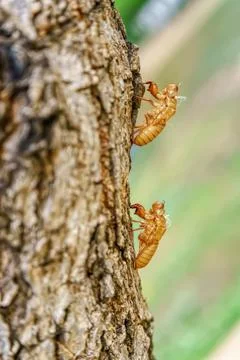 Cicada stains on trees Stock Photos