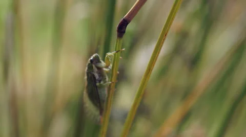 Cicada on Stalk crawling. Stock Footage 22763428