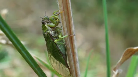 Cicada on stalk. Stock Footage 22777414