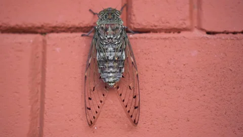 Cicada Summer insect close-up cling still on brick wall shot Stock Footage 138703709