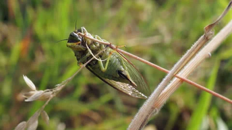 Cicada takeoff from grass. Stock Footage 22776553