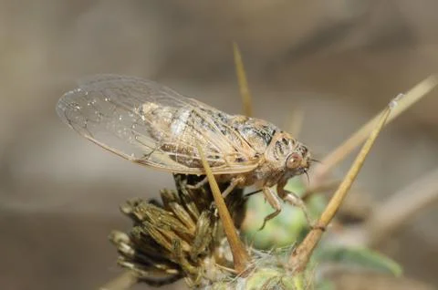 Cicada on the thorn Foto stock