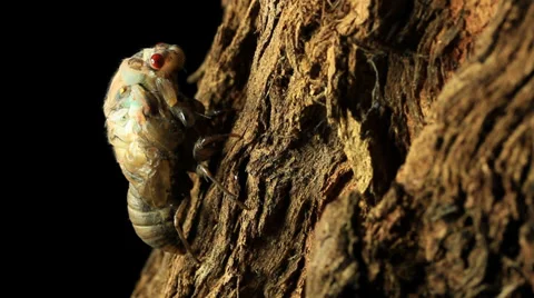 Cicada time lapse 02 Stock Footage 33059915