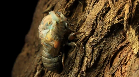 Cicada time lapse 1 Stock Footage 33059380