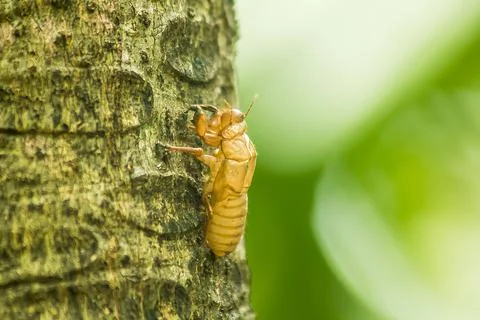 Cicada on tree bark Stock Photos