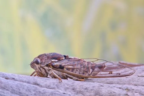 Cicada on tree bark from side view. Stock Photos