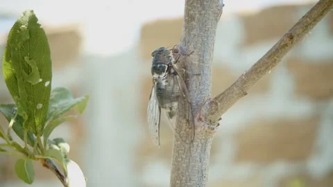 Cicada on a tree branch and chirps on a sunny summer day Stock Footage 160389110
