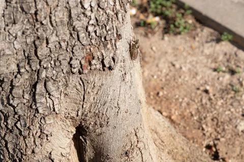 Cicada on a tree cicada on a tree closeup Copyright: xZoonar.com/ssviluppo... Stock Photos