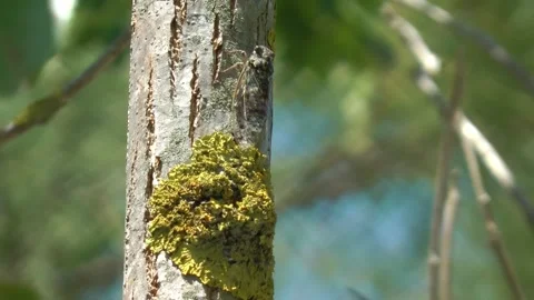 Cicada on tree close up Stock Footage 219399623
