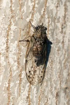 Cicada on a tree close up Stockfoto's