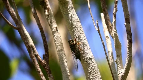 Cicada In A Tree Видео 133618011