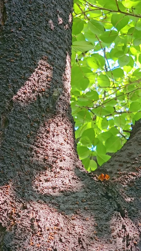 Cicada on the tree Vídeos de archivo 301825051