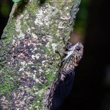 Cicada on tree Stock Photos