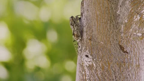Cicada on a tree trunk on a green blurred background close-up Stock Footage 274640669