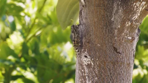 Cicada on a tree trunk on a green blurred background close-up on a summer sunny Stock Footage 277420211